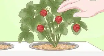 Grow Hydroponic Strawberries