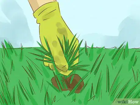 Image titled Kill Bermuda Grass Step 1