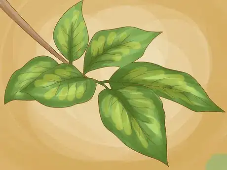 Image titled Identify Lemon Tree Diseases Step 2