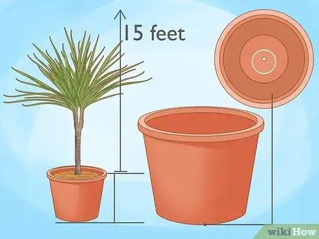 Image titled Grow Dracaena Marginata Step 2