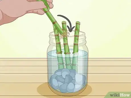 Image titled Trim Lucky Bamboo Plants Step 11