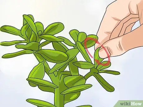Image titled Propagate Succulents from Leaves Step 3