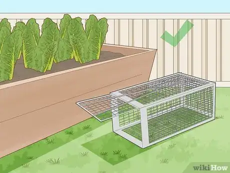 Image titled Keep Rats Out of a Vegetable Garden Step 17