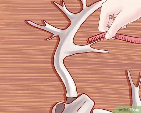 Image titled Score Deer Antlers Step 11