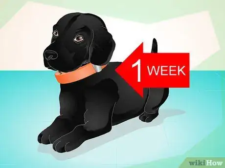 Image titled Use an Electronic Dog Training Collar Step 4