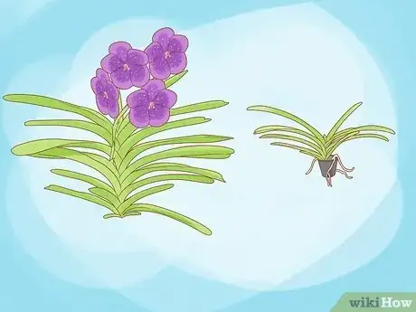 Image titled Grow Vanda Orchids Step 1