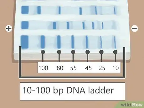 Image titled Read Gel Electrophoresis Bands Step 4