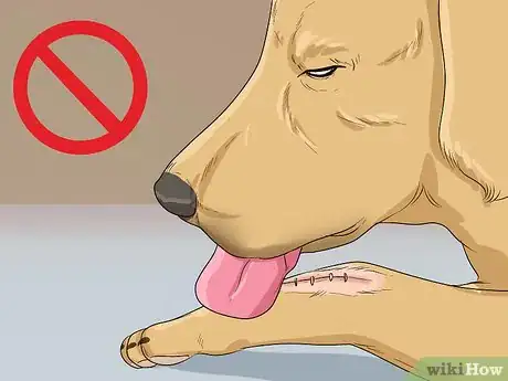 Image titled Help Your Dog Recover from Surgery Step 13