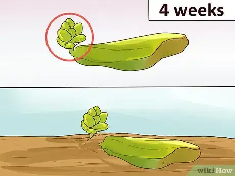 Image titled Propagate Succulents from Leaves Step 9