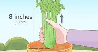 Grow Celery Indoors