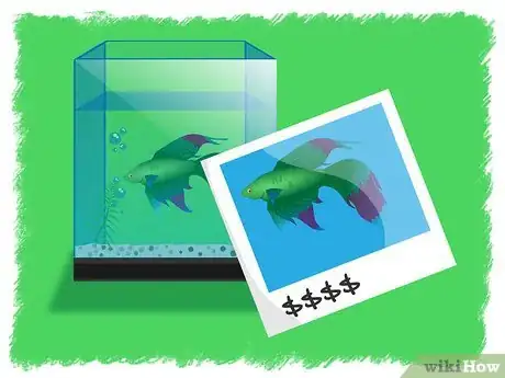 Image titled Breed Betta Fish Step 21