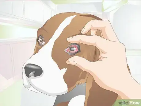 Image titled Diagnose Canine Corneal Ulcers Step 4