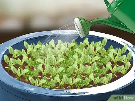 Image titled Plant Spinach in Pots Step 10