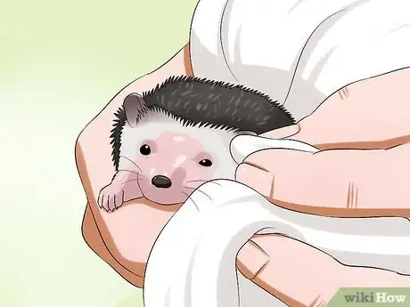 Image titled Clean Hedgehog Quills Step 10