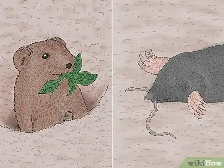 Image titled Vole vs Mole Step 4