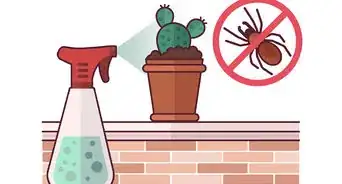 Grow Cactus Indoors
