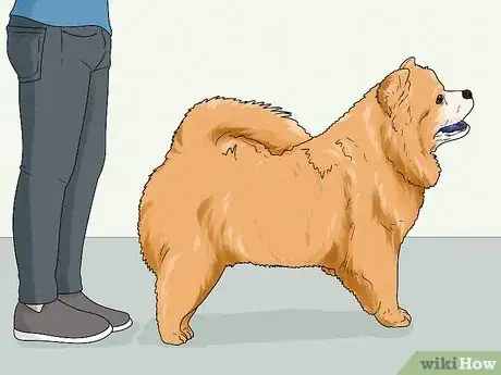 Image titled Identify a Chow Chow Step 11