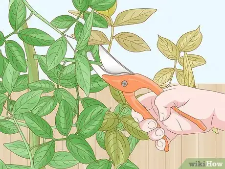 Image titled Prune Honeysuckle Step 2