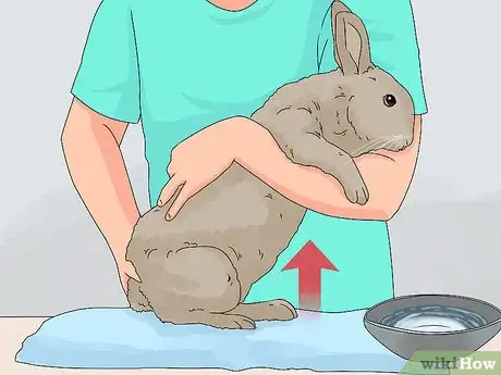 Image titled Care for a Rabbit Step 16