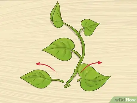 Image titled Clone Pothos Step 3