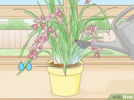 Image titled Grow Cymbidium Orchids Step 11