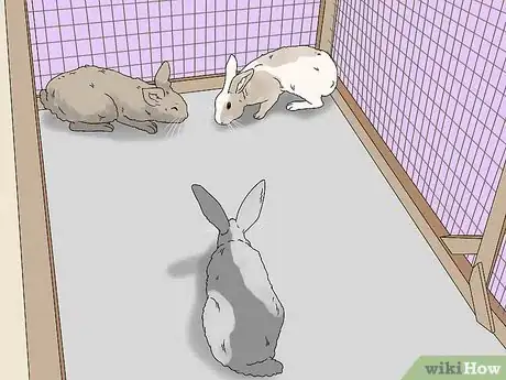 Image titled Care for a Rabbit Step 19