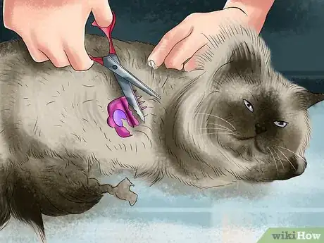 Image titled Remove Paint from a Cat's Fur Step 9