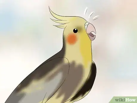 Image titled Train a Cockatiel to Talk Step 6