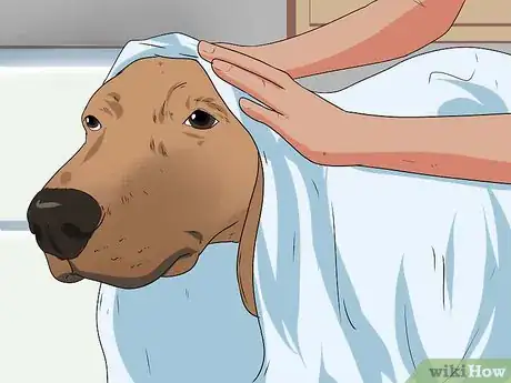 Image titled Bathe a Pregnant Dog Step 11