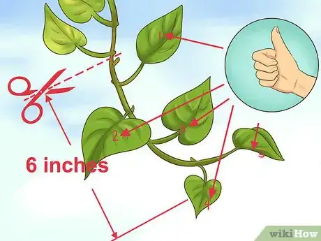 Image titled Clone Pothos Step 2