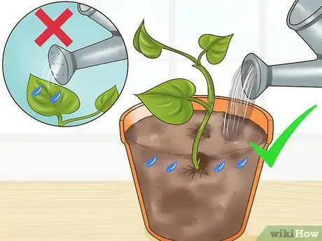 Image titled Clone Pothos Step 8