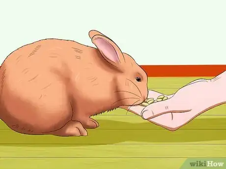 Image titled Train a Rabbit to Stop Chewing Carpet Step 10