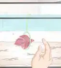 Play With Your Betta Fish