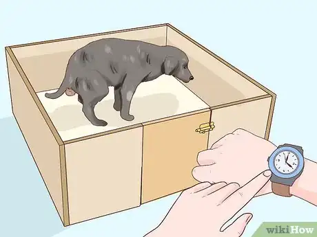 Image titled Handle Late Whelping in Dogs Step 5