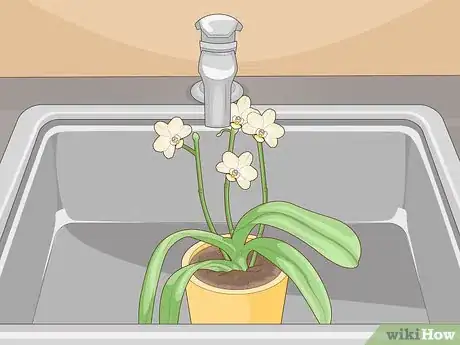 Image titled Get Orchids to Rebloom Step 14