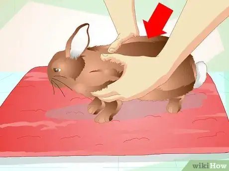 Image titled Deliver Oral Medication to Rabbits Step 12