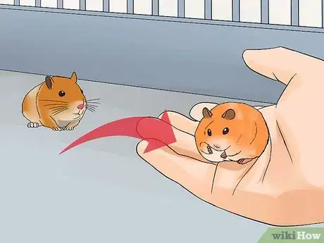 Image titled Breed Syrian Hamsters Step 13