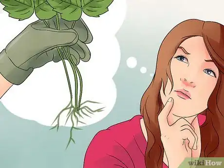 Image titled Get Rid of Poison Ivy Plants Step 5