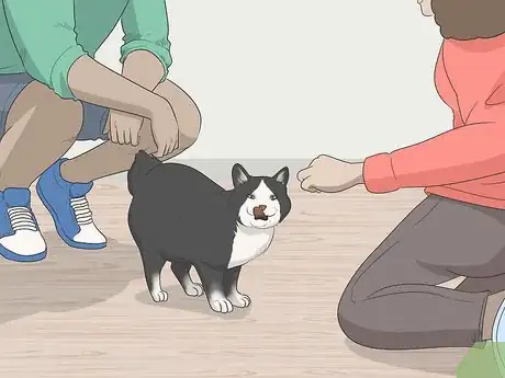 Image titled Convince Your Man to Get a Cat Step 11