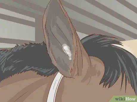 Image titled Get Rid of Ear Plaque in Horses Step 2