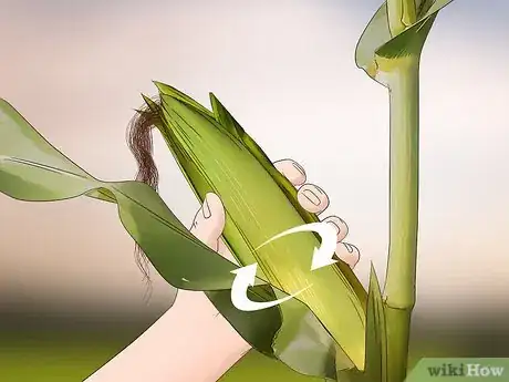 Image titled Harvest Corn Step 4