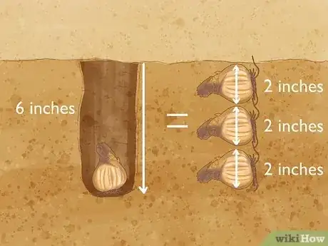 Image titled Transplant Daffodils Step 7