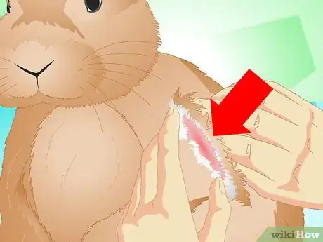 Image titled Determine if Your Rabbit Is Sick Step 11