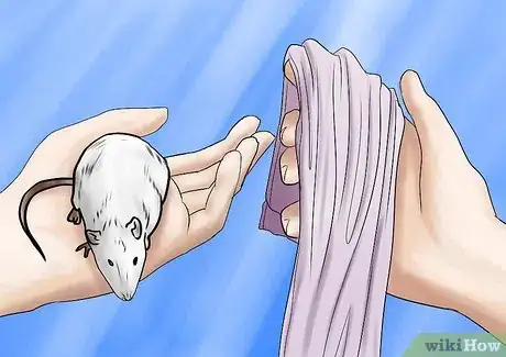 Image titled Bathe Your Pet Rat Step 10