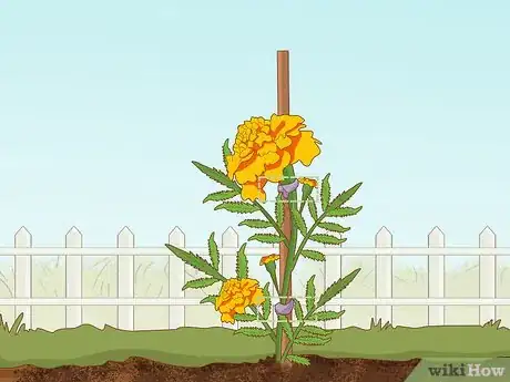 Image titled Grow Marigolds Step 21