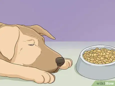 Image titled Help Your Dog Recover from Surgery Step 25