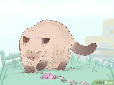 Image titled Get an Overweight Senior Cat to Lose Weight Step 6