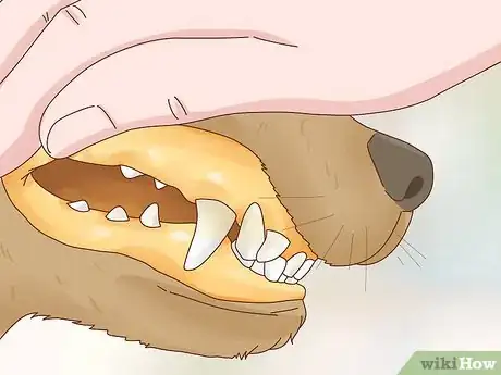 Image titled Get a Dog to Stop Eating Dirt Step 3