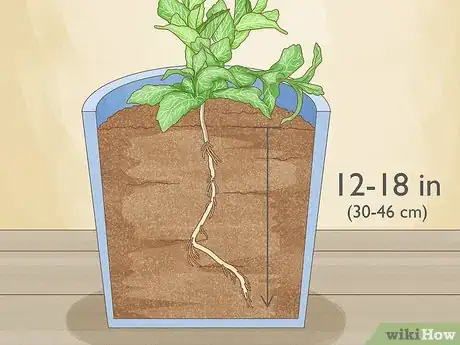 Image titled Grow Mint from Cuttings Step 7