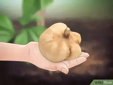 Image titled Grow Jicama Step 16